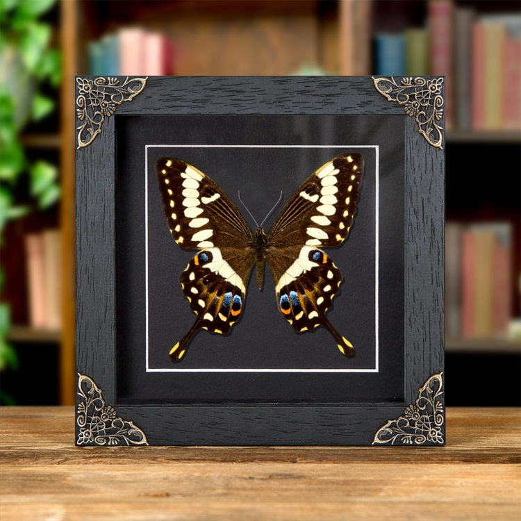 Emperor Swallowtail In Baroque Style Frame (Papilio ophidicephalus)