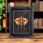 Minibeast Rare Monster Predatory Obake Raspy Cricket In Baroque Style Frame (Sia ferox)