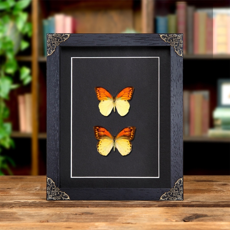 Brimstone Wing Butterfly Male & Female Pair In Baroque Style Frame (Hebomoia leucippe)