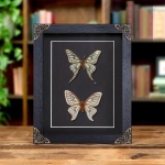Minibeast Spanish Moon Moth Male & Female Pair In Baroque Style Frame (Graellsia isabellae)
