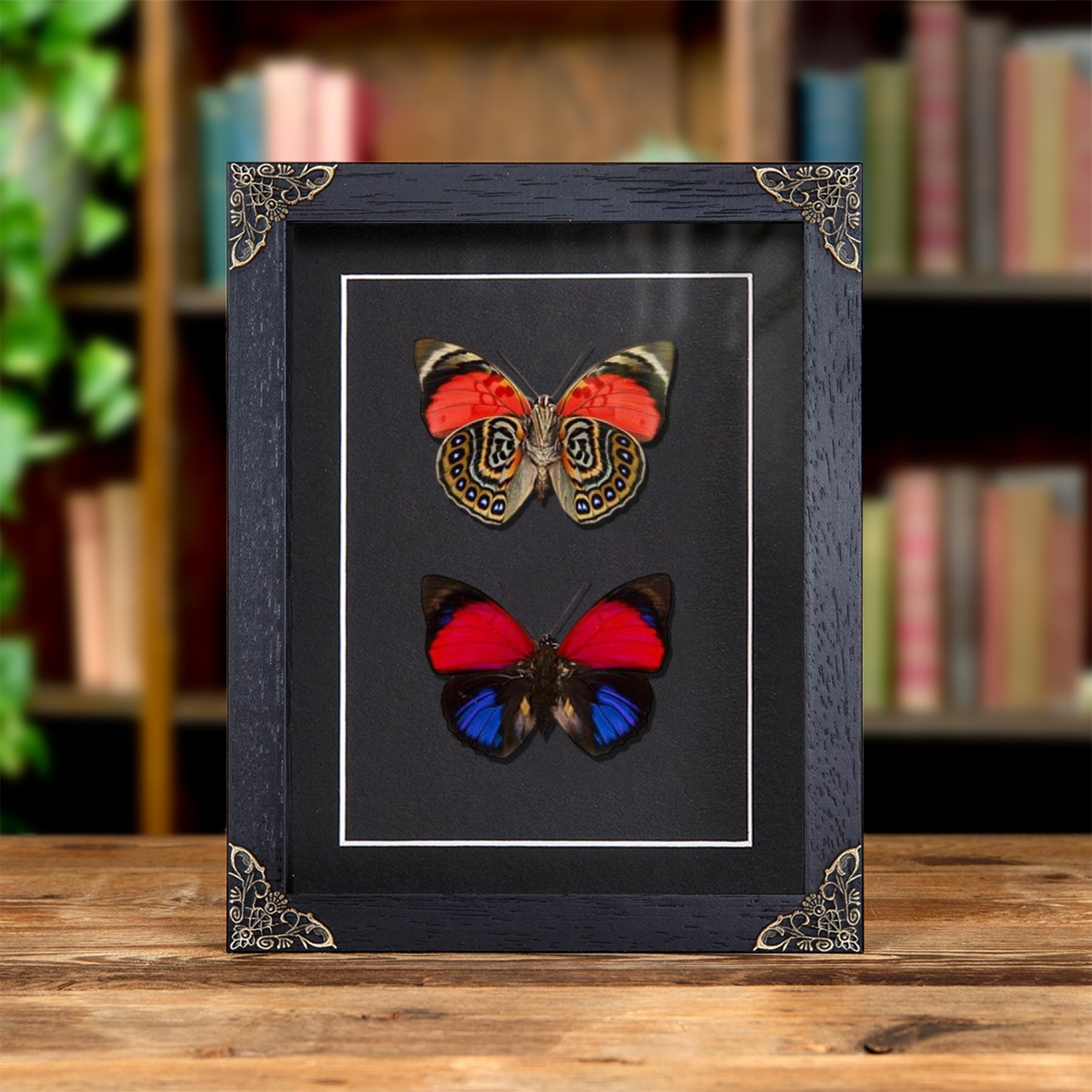 Minibeast Claudina Agrias Butterfly Pair In Baroque Style Frame (Agrias claudina)