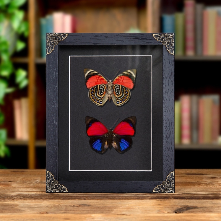Claudina Agrias Butterfly Pair In Baroque Style Frame (Agrias claudina) Claudina Agrias Butterfly Pair In Baroque Style Frame (Agrias claudina)