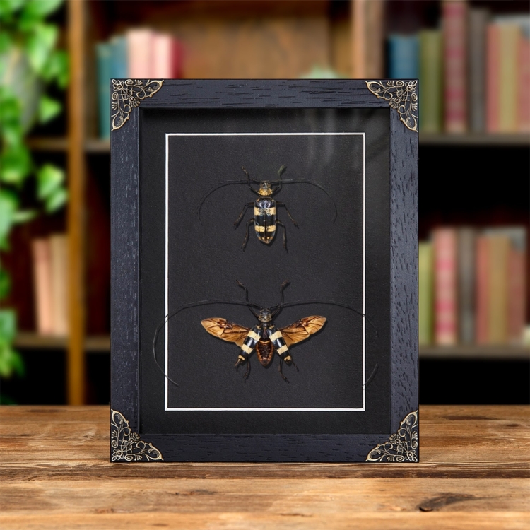 Striped Longhorn Beetle Male & Female Pair In Baroque Style Frame (Nemophas trifasciatus)