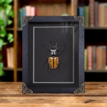 Minibeast Stag Beetle In Baroque Style Frame (Odontolabis castelnaudi)