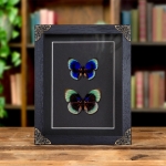 Minibeast Agrias Butterfly Male & Female Pair In Baroque Style Frame (Agrias beatifica lachaume)