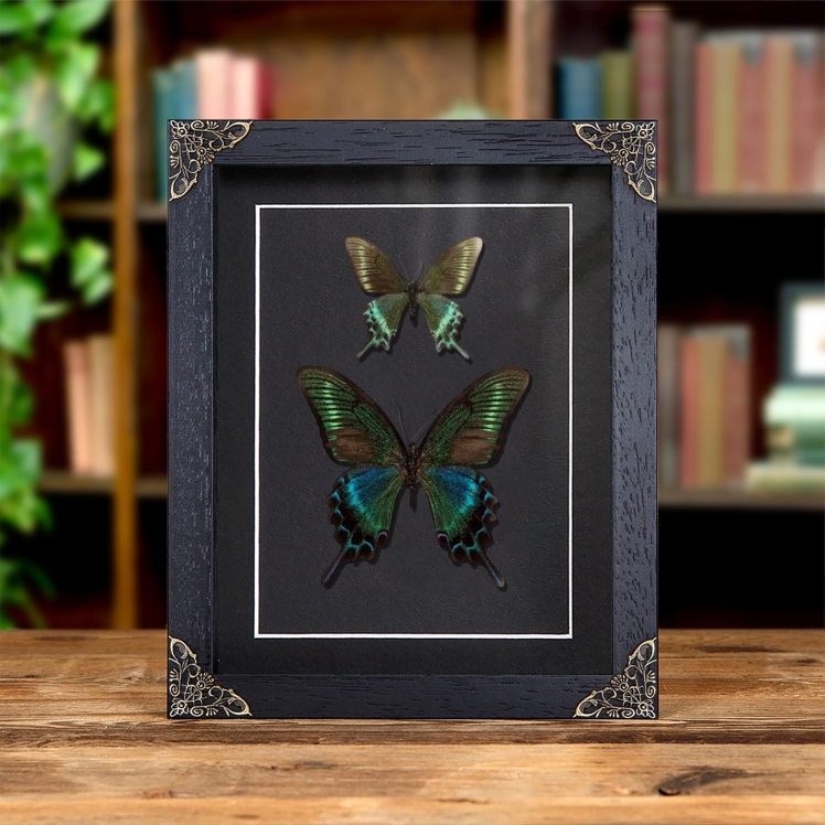 Alpine Black Swallowtail Spring & Summer Form Butterfly Pair (Papilio maackii)