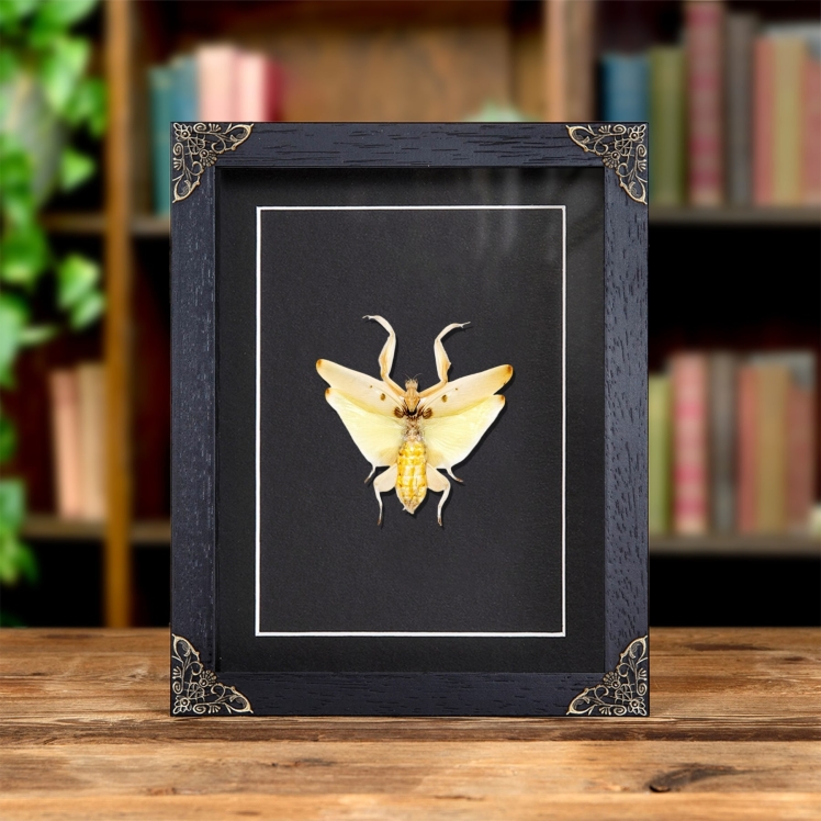 Orchid Mantis In Baroque Style Frame (Hymenopus coronatus)