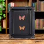 Minibeast Spotted Lilac Tree Nymph Butterfly Male & Female Pair In Baroque Style Frame (Sevenia pechueli)