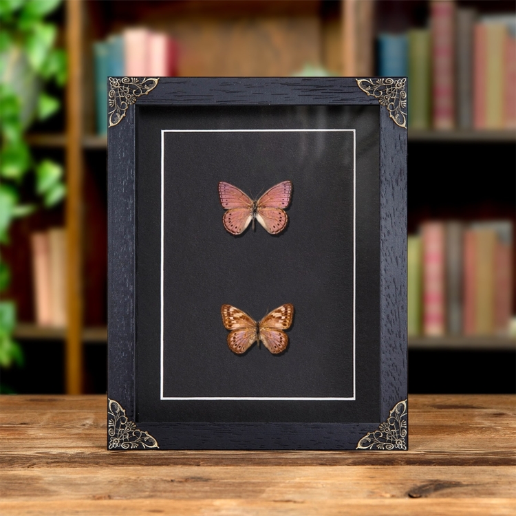 Spotted Lilac Tree Nymph Butterfly Male &amp; Female Pair In Baroque Style Frame (Sevenia pechueli)