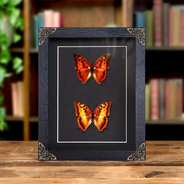 Silver-striped Charaxes Butterfly Male & Female Pair In Baroque Style Frame (Charaxes lasti)