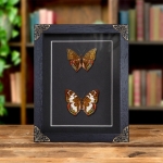 Minibeast Green Baron Butterfly Male & Female Pair In Baroque Style Frame (Euthalia adonia)