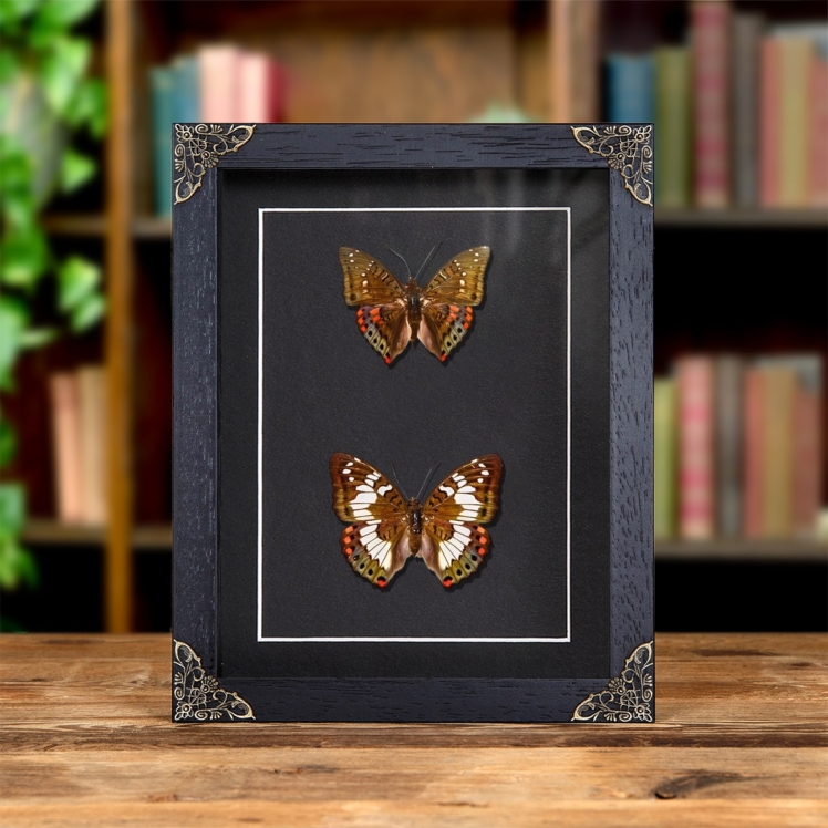 Green Baron Butterfly Male & Female Pair In Baroque Style Frame (Euthalia adonia)