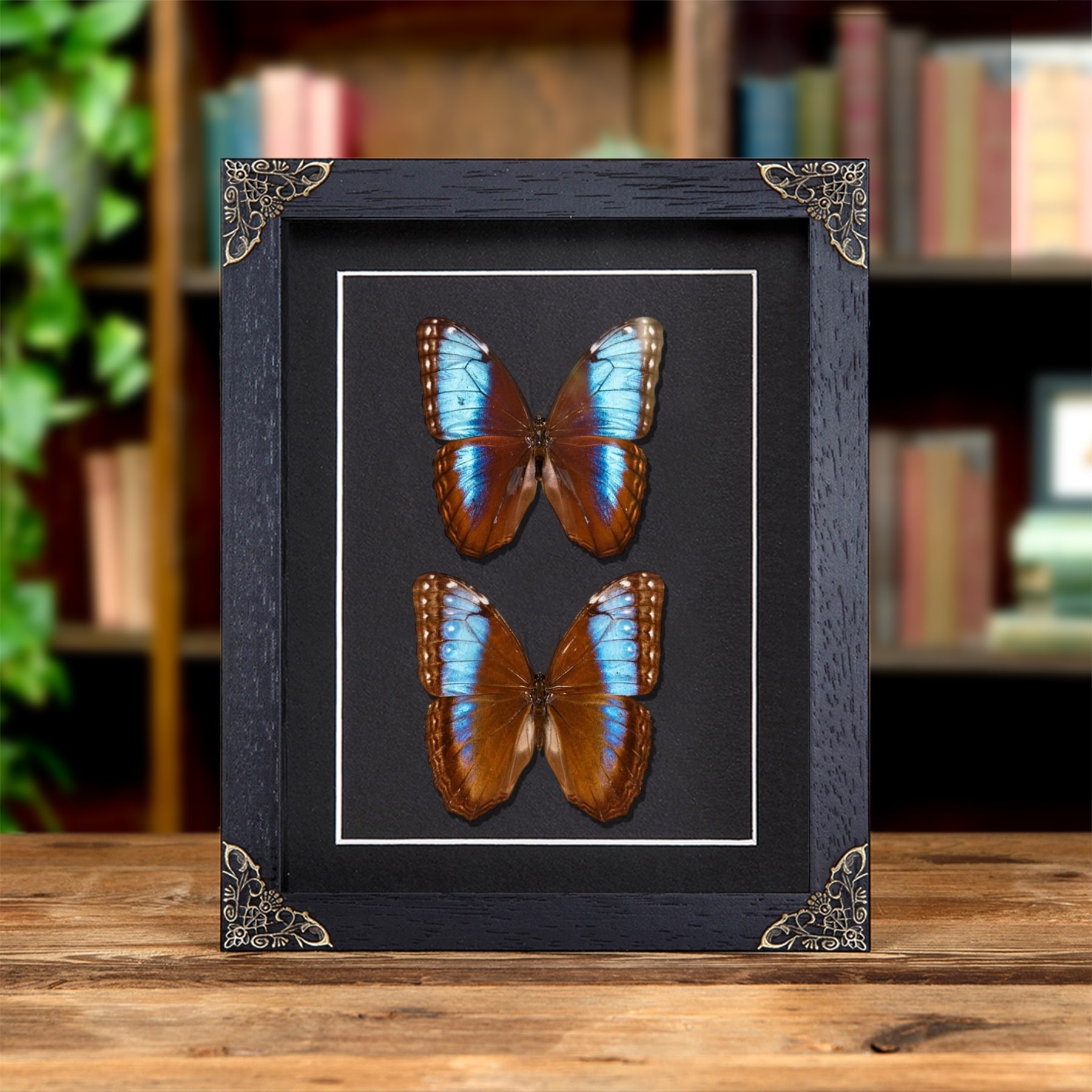Minibeast Blue Morpho Male & Female Pair In Baroque Style Frame (Morpho helenor marinita)