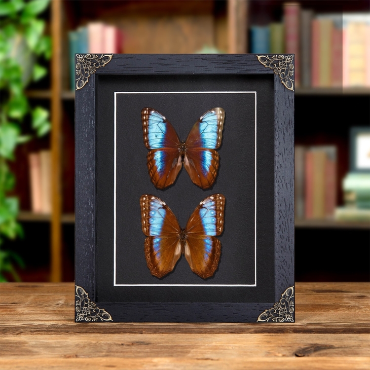 Blue Morpho Male &amp; Female Pair In Baroque Style Frame (Morpho helenor marinita)