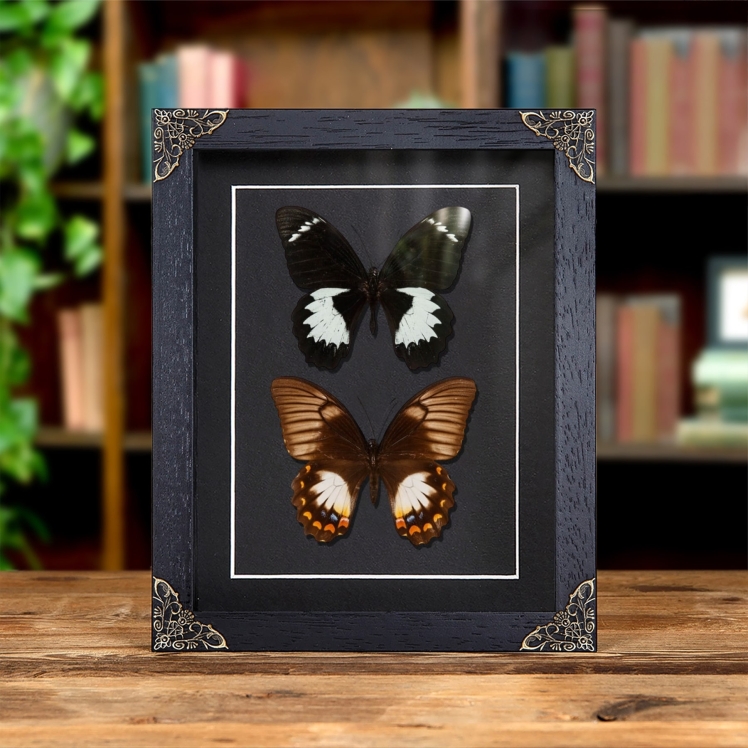 Orchard Swallowtail Butterfly Male & Female Pair In Baroque Style Frame (Papilio aegeus ormenus)