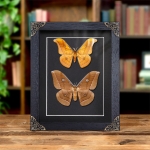 Minibeast Antherea jana Moth Male & Female Pair in Box Frame From Myanmar