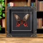 Minibeast Female Black Ballerina Butterfly Ventral Side In Baroque Style Frame (Atrophaneura semperi)