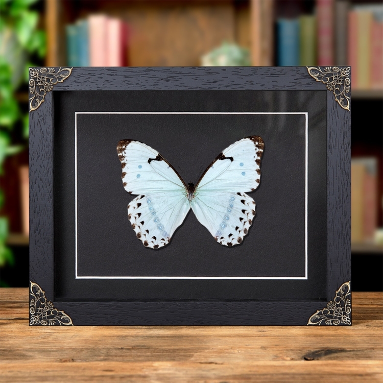 Epistrophus Morpho In Baroque Style Frame (Morpho epistrophus) Epistrophus Morpho In Baroque Style Frame (Morpho epistrophus)