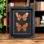Minibeast Imbrasia ertli In Baroque Style Frame from Malawi