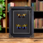 Minibeast Eterusia repleta Moth Male & Female Pair In Baroque Style Frame From Thailand