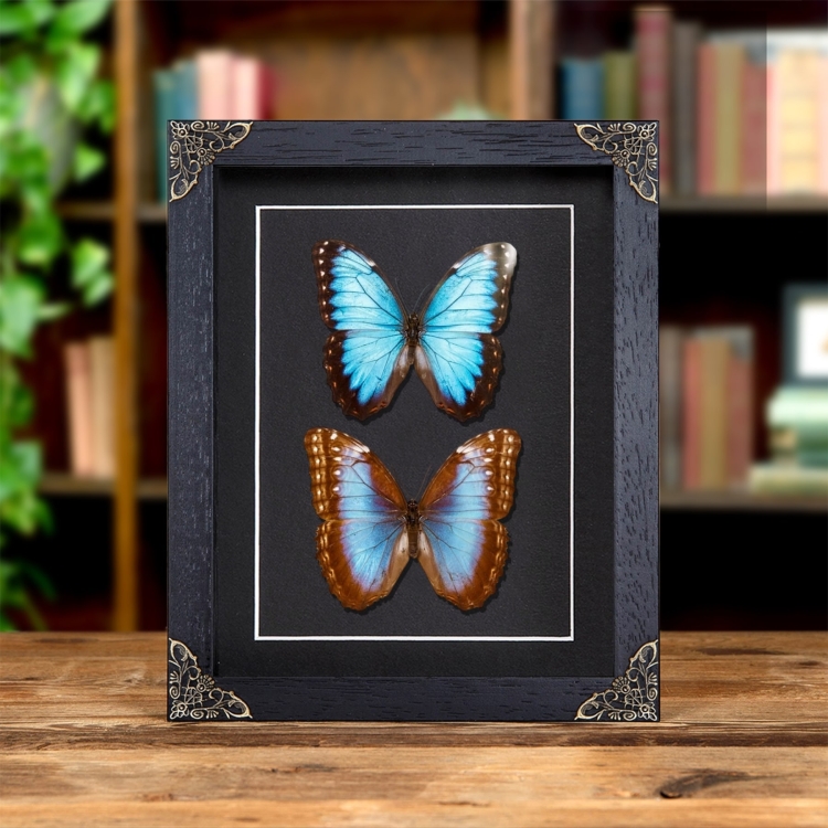 Helenor Blue Morpho Butterfly In Baroque Style Frame (Morpho helenor montezuma)