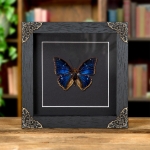 Minibeast Two-spot Blue Charaxes Butterfly In Baroque Style Frame (Charaxes bipunctatus)