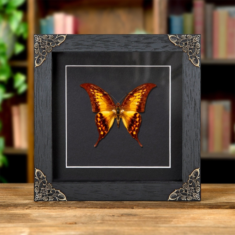 Yellow Gorgon Butterfly In Baroque Style Frame (Meandrusa payeni)