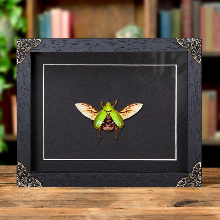 Ruteline Scarab Beetle In Baroque Style Frame (Chrysina adolphi)