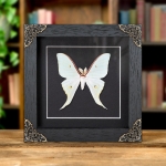 Minibeast Sweetheart Moon Moth In Baroque Style Frame (Actias dulcinea)