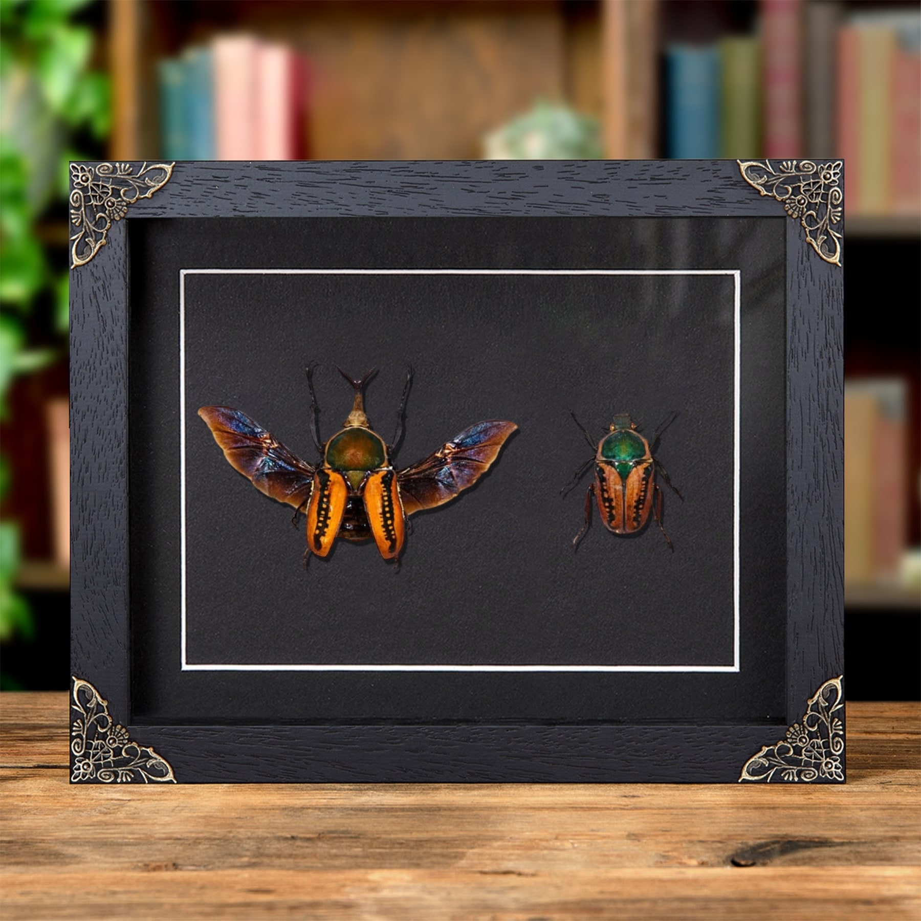 Minibeast African Scarab Beetle In Baroque Style Frame (Megalorhina harrisi procera)