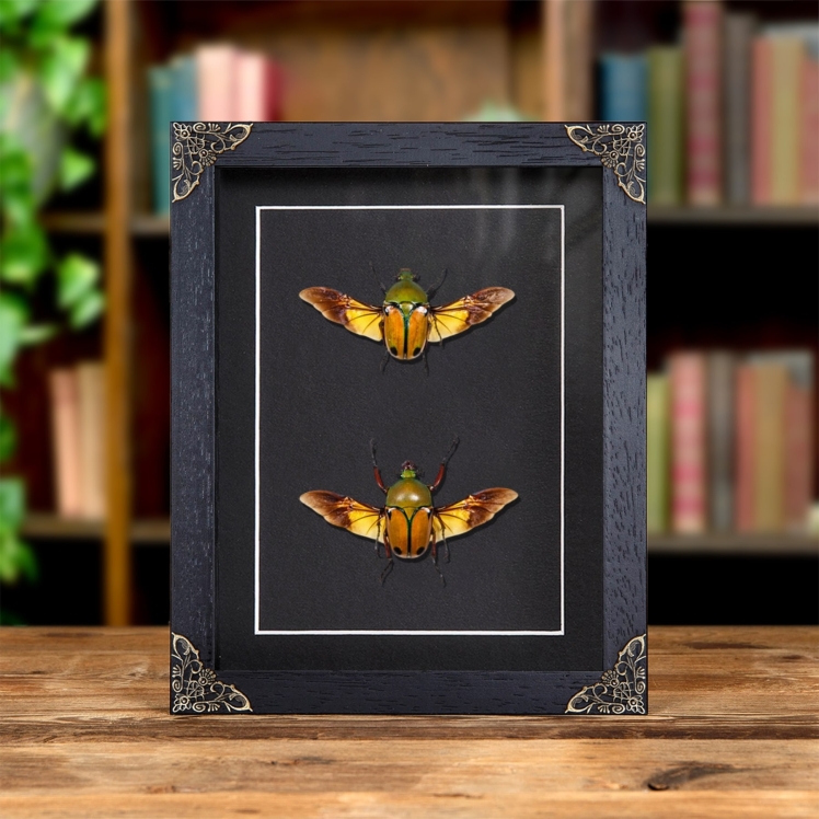 African Flower Beetle In Baroque Style Frame (Eudicella euthalia oweni)