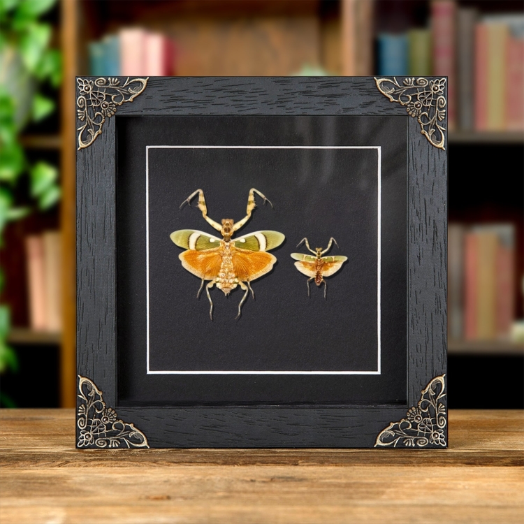 Banded Flower Mantis Male &amp; Female Pair In Baroque Style Frame (Theopropus elegans)