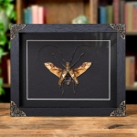 Minibeast Longhorn Beetle In Baroque Style Frame (Batocera celebiana)