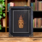 Minibeast Female Sabertooth Longhorn Beetle In Baroque Style Frame (Macrodontia cervicornis)