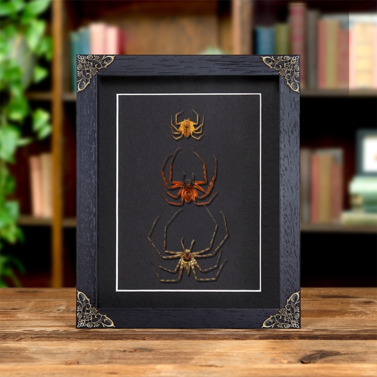 Huntsman Spiders In Baroque Style Frame (Heteropoda sp)