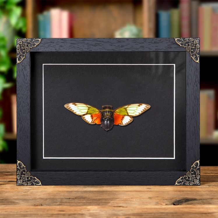 Asian Cicada In Baroque Style Frame (Salvazana imperialis)
