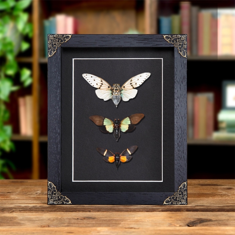 Cicada Trio In Baroque Style Frame