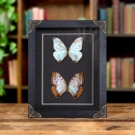 Minibeast Sulkowsky's Morpho Butterfly Male & Female Pair In Baroque Style Frame (Morpho sulkowskyi)