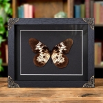 Minibeast Bedford-Russell's Tree-Nympyh Butterfly In Baroque Style Frame (Idea tambusisiana)