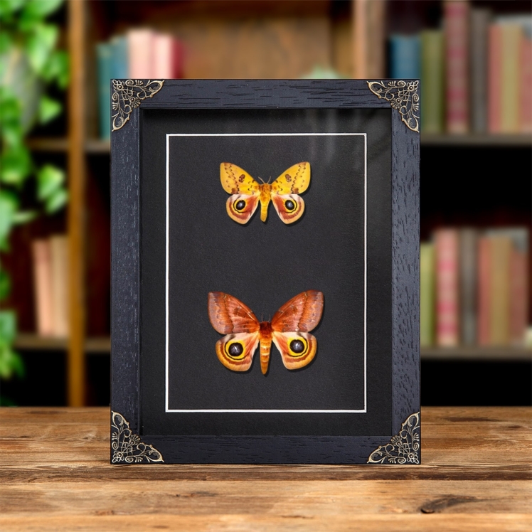 IO Moth Male & Female Pair In Baroque Style Frame (Automeris io) IO Moth Male & Female Pair In Baroque Style Frame (Automeris io)