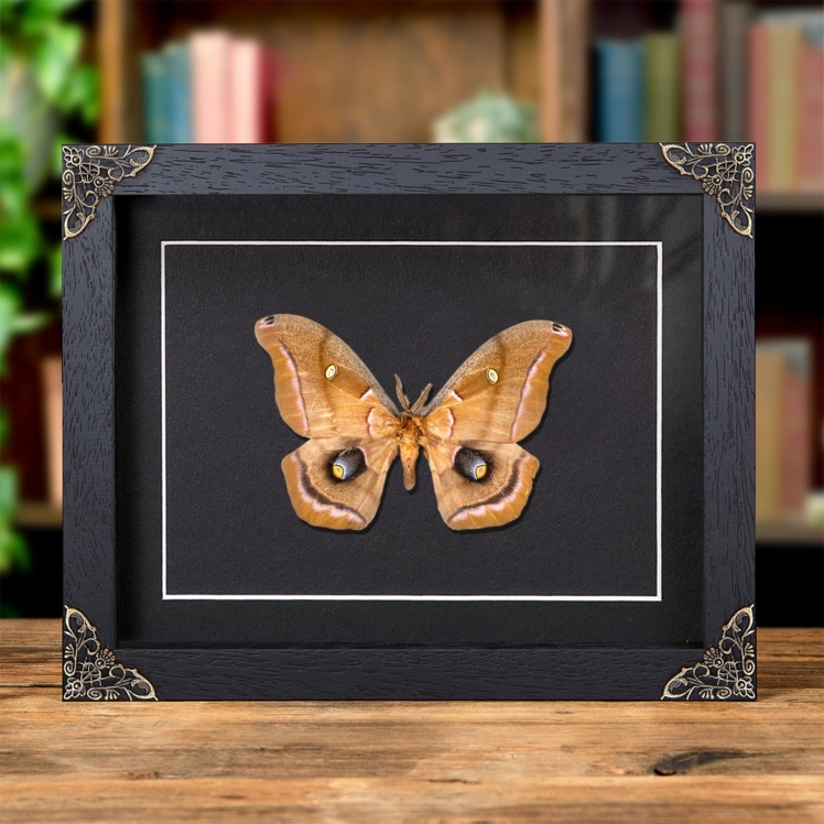 Polyphemus Moth In Baroque Style Frame (Antheraea polyphemus)
