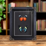Minibeast Red Flasher Butterfly Pair In Baroque Style Frame (Panacea prola)