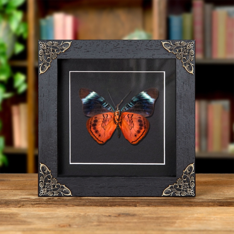 Queen Flasher Ventral Side In Baroque Style Frame (Panacea regina)