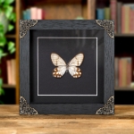 Minibeast Hypaesia Satyr Butterfly In Baroque Style Frame (Pseudohaetera hypaesia)