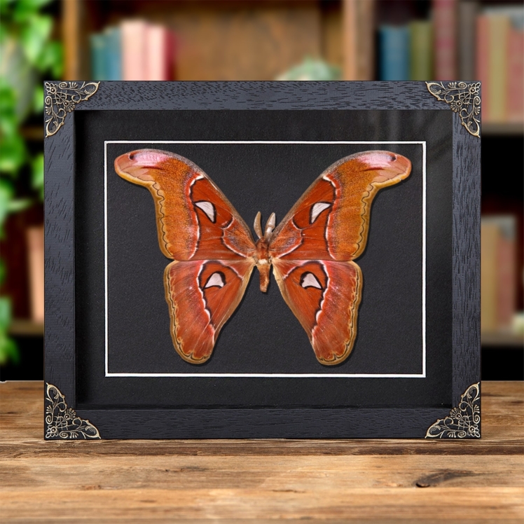 Pink Atlas Moth In Baroque Style Frame (Attacus lorquini)