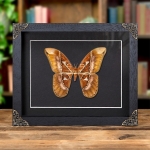 Rothschild Silkmoth In Baroque Style Frame (Rothschildia aurota) Minibeast Rothschild Silkmoth In Baroque Style Frame (Rothschildia aurota)