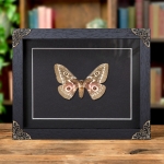 Minibeast Zigzag Emperor Moth In Baroque Style Frame (Gonimbrasia tyrrhea)