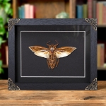 Minibeast  Giant Water Bug In Baroque Style Frame (Lethocerus indicus)