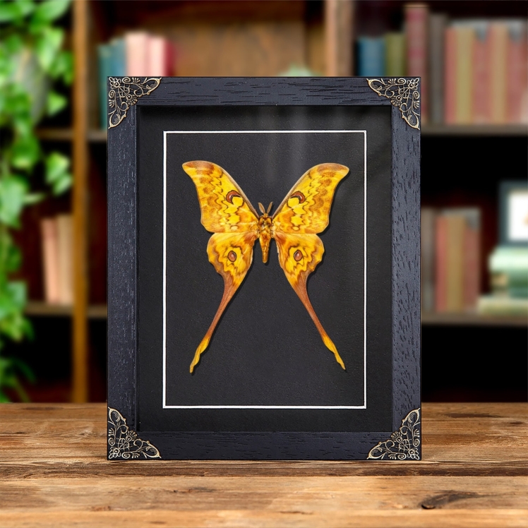 Giant Silk Moth In Baroque Style Frame (Actias groenendael acutapex) Giant Silk Moth In Baroque Style Frame (Actias groenendael acutapex)