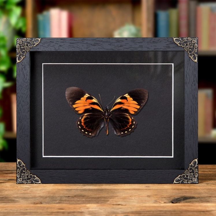 Tiger Butterfly In Baroque Style Frame (Papilio bachus) Tiger Butterfly In Baroque Style Frame (Papilio bachus)